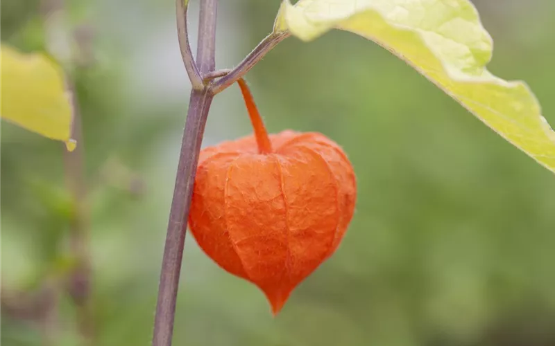 Exotische Früchte gedeihen auch im eigenen Garten