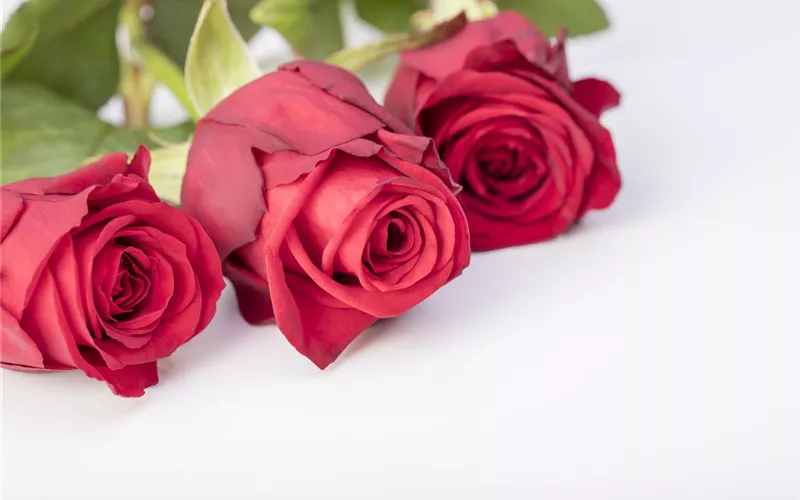 Der Valentinstag und seine Geschichte