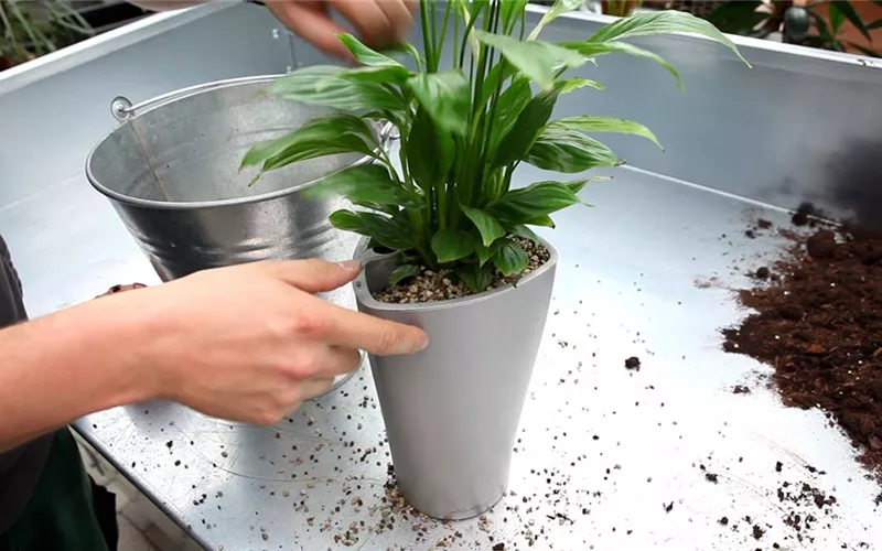 Einblatt - Einpflanzen in ein Gefäß