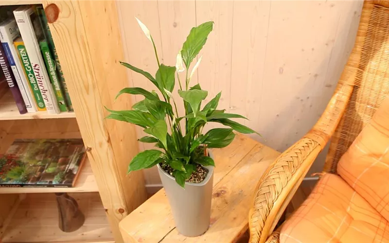 Einblatt - Einpflanzen in ein Gefäß