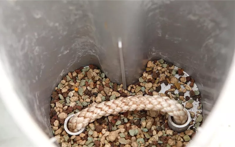 Einblatt - Einpflanzen in ein Gefäß