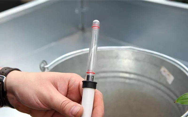 Einblatt - Einpflanzen in ein Gefäß