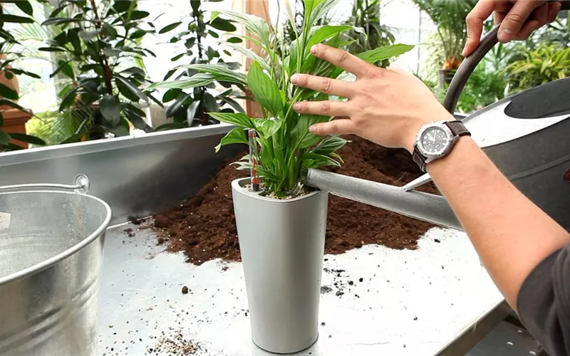 Einblatt - Einpflanzen in ein Gefäß