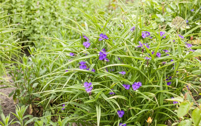 Fleur primeur - zarte Frühlingsgrüße aus dem Blumengarten