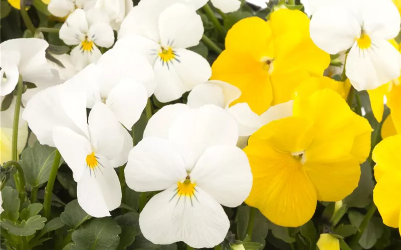 Fleur primeur - zarte Frühlingsgrüße aus dem Blumengarten