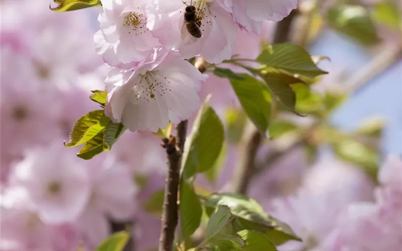 Frühblüher – das Frühlingsbuffet für Biene und Co.