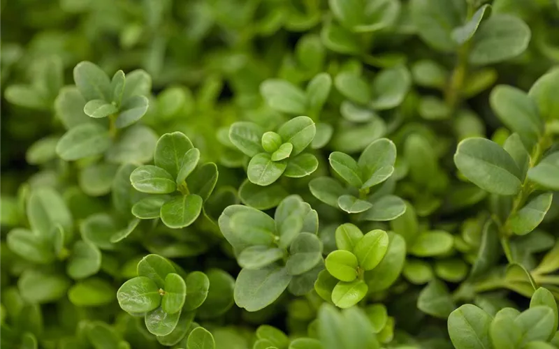 Frühling vor der Haustür – Zeit für Dekoration