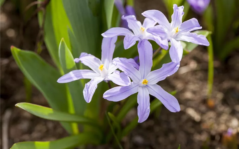 Frühling vor der Haustür – Zeit für Dekoration