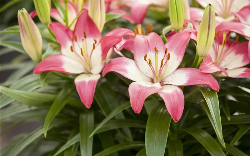 Gartenjahr voller Blüten – Blumenzwiebeln für jede Jahreszeit