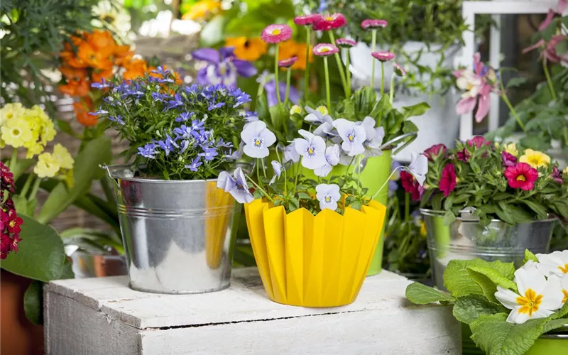 Frühling auf dem Balkon - Hornveilchen, Narzisse und Co.