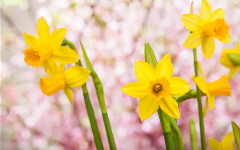 Frühling auf dem Balkon - Hornveilchen, Narzisse und Co.