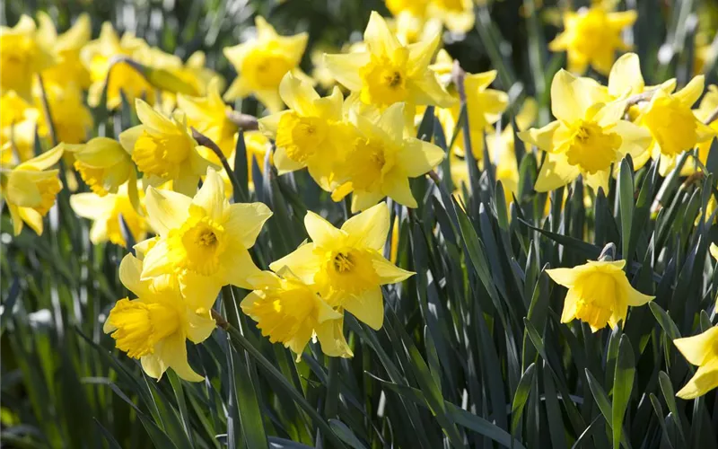 Bunter Frühling mit Blumenzwiebel und Co. – eine Übersicht