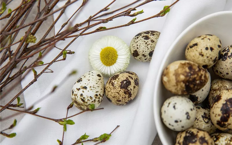 Das Garten-Paradies für Osterhase und Co.