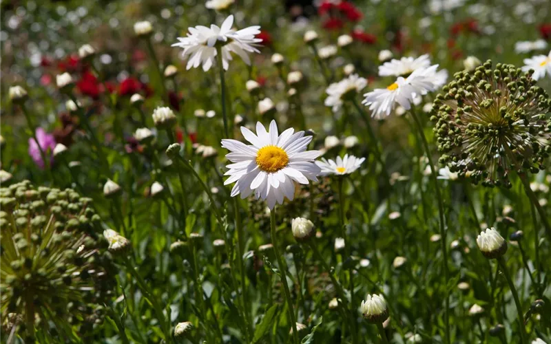 Pflegeleichter Garten: Wohlfühloase trotz wenig Zeit