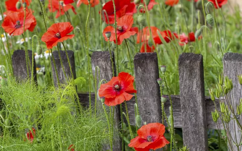Farbe bekennen macht im Garten richtig Spaß!