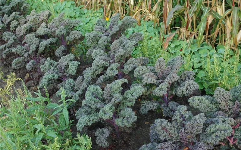 Aller Anfang ist (nicht) schwer - der erste eigene Garten