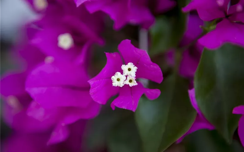 Bougainvillea – Die Wunderblume richtig pflegen