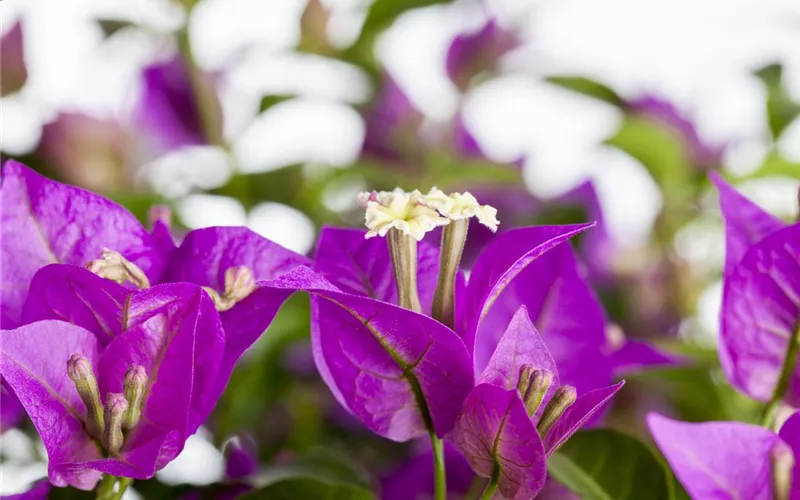 Bougainvillea – Die Wunderblume richtig pflegen