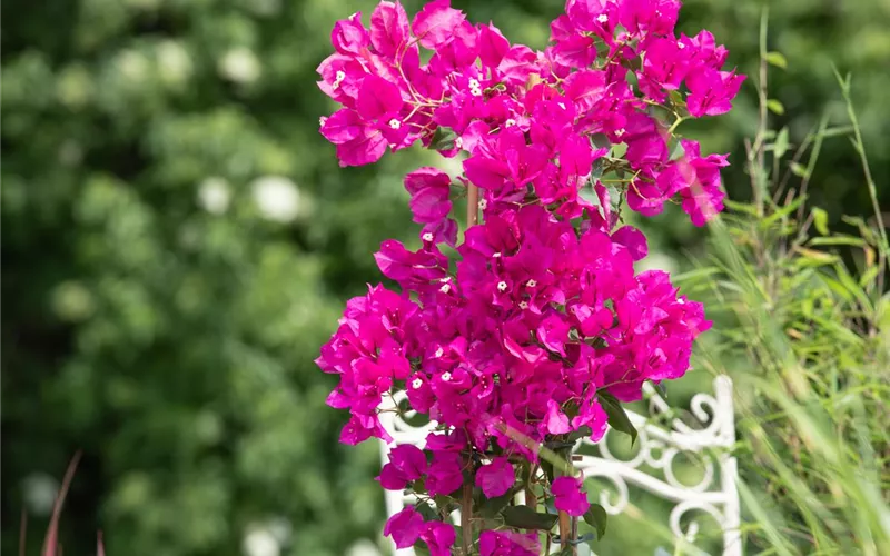 Bougainvillea – Die Wunderblume richtig pflegen