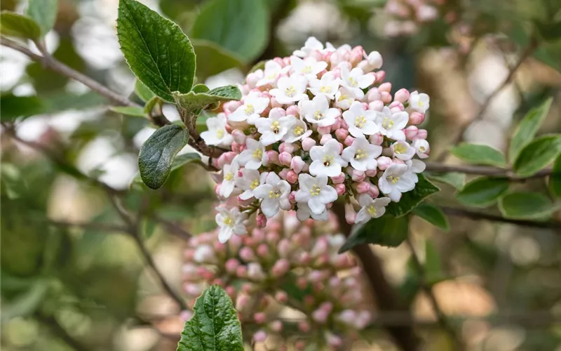 Das Garten-Paradies für Osterhase und Co.