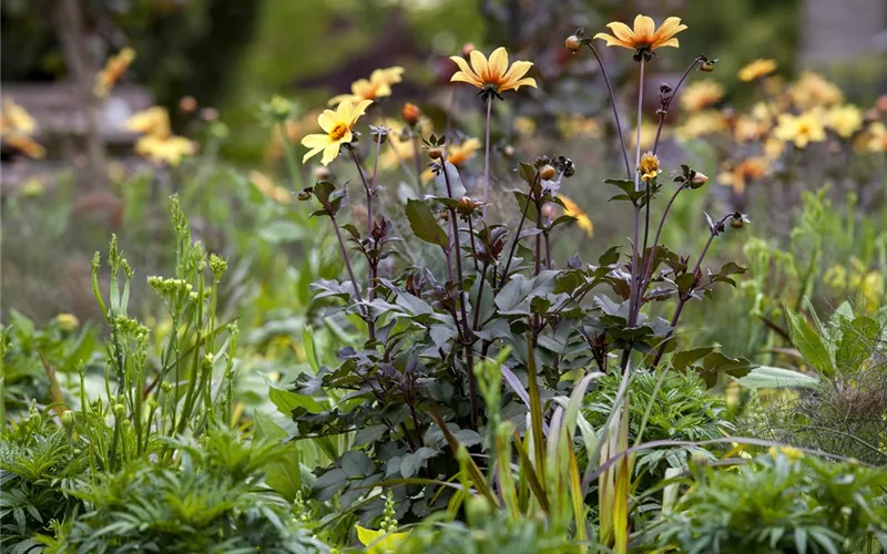 Der Boden im Blumenbeet: Vorbereitung und Pflege