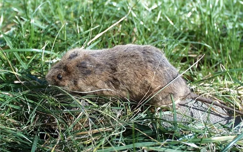 Der Boden im Blumenbeet: Vorbereitung und Pflege