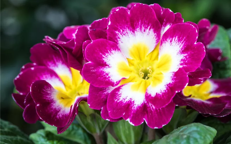 Die Frühblüher – Stars und Sternchen im Frühling