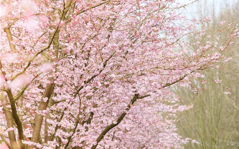 Die Zierkirsche – eine Schönheit ohne Starallüren 