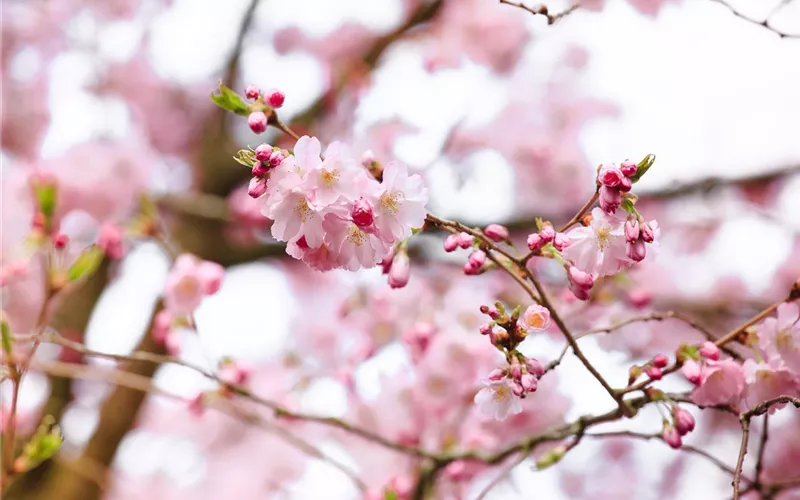 Die Zierkirsche – eine Schönheit ohne Starallüren 