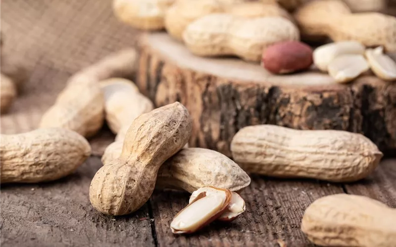 Erdnüsse im eigenen Garten 