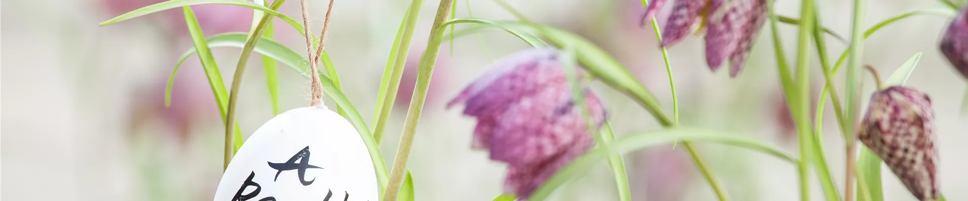 Fritillaria meleagris