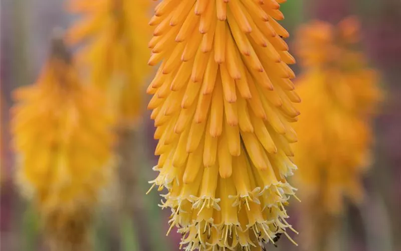 Fackellilien – ein florales Flammenmeer im Garten