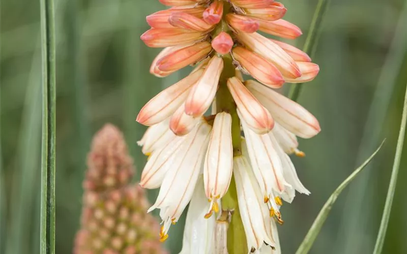 Fackellilien – ein florales Flammenmeer im Garten