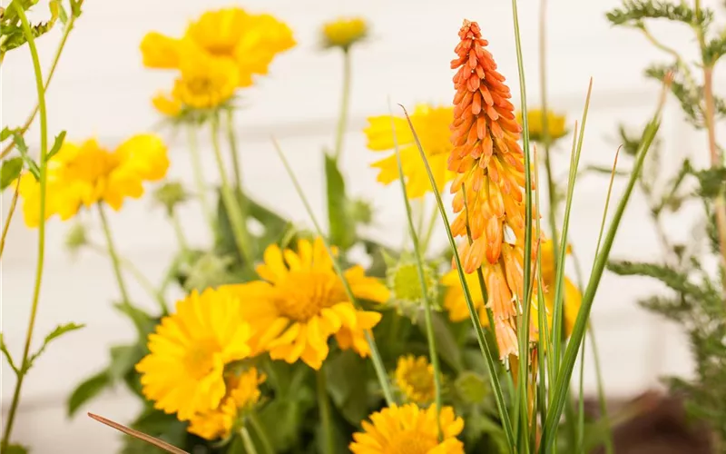 Fackellilien – ein florales Flammenmeer im Garten