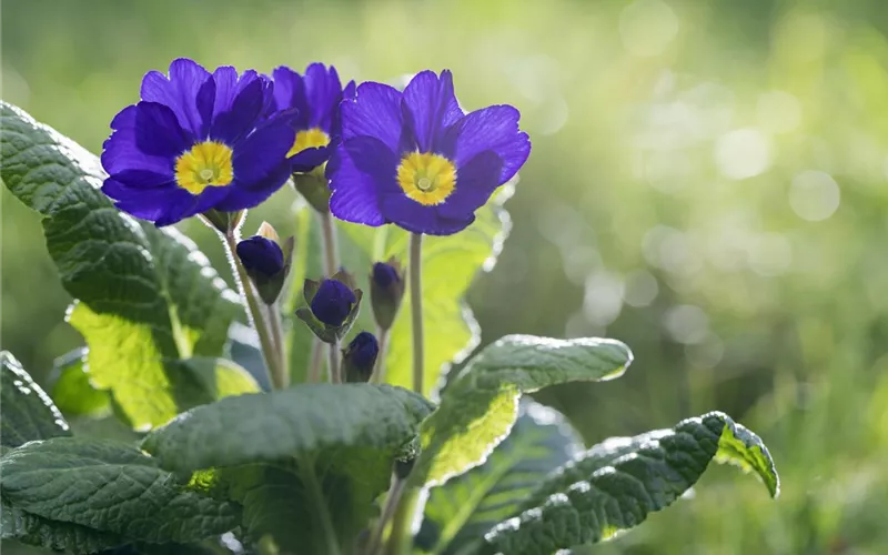 Fliegende Ostertassen