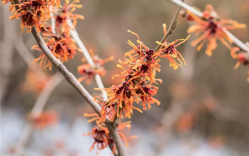 Frühblühende Gehölze – Ziemlich coole Gartenbewohner