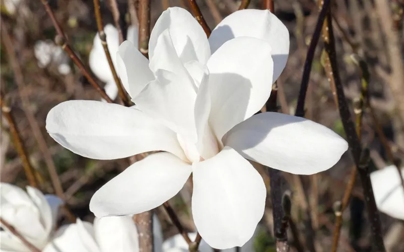 Frühblühende Gehölze – Ziemlich coole Gartenbewohner