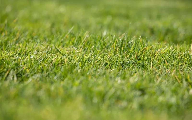 Frühjahrskur für den Rasen – endlich wieder durchatmen