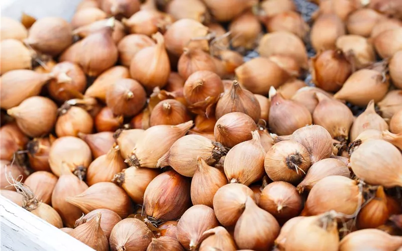Blumenzwiebeln – kleine Zwiebeln mit großer Wirkung