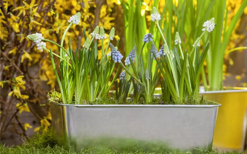 Frühling auf dem Balkon geht ohne bunte Blumen gar nicht