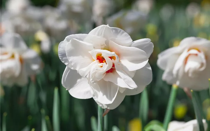 Frühling auf dem Balkon geht ohne bunte Blumen gar nicht