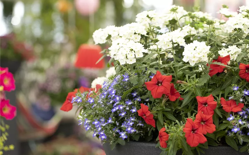 Frühling auf dem Balkon geht ohne bunte Blumen gar nicht