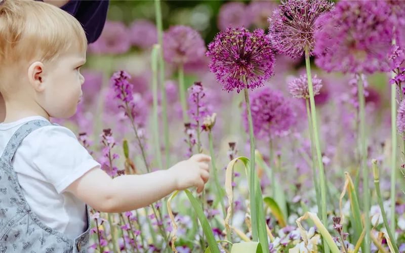 Blumenzwiebeln im Steingarten – So gelingt die Farbenpracht