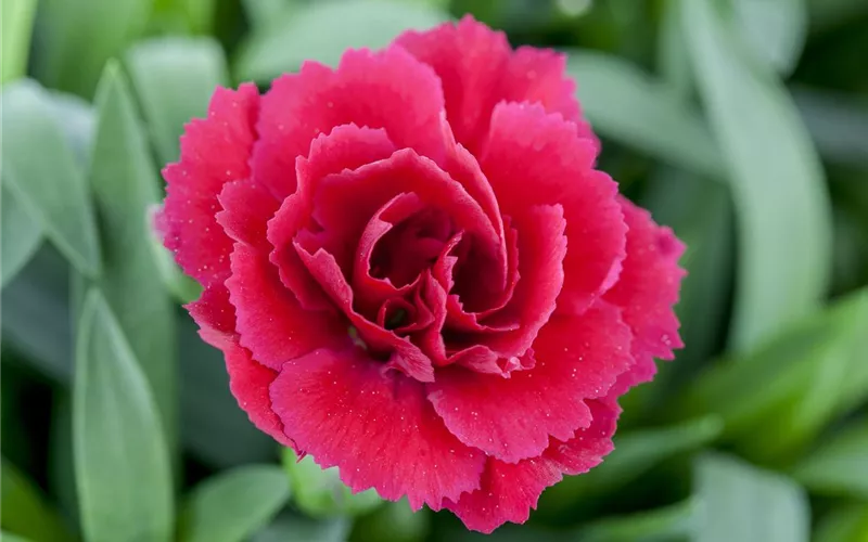 Der 1. Mai – was hat er mit Pflanzen und Blumen zu tun?