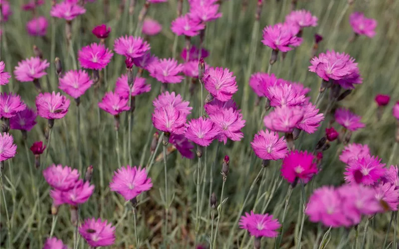 Der 1. Mai – was hat er mit Pflanzen und Blumen zu tun?