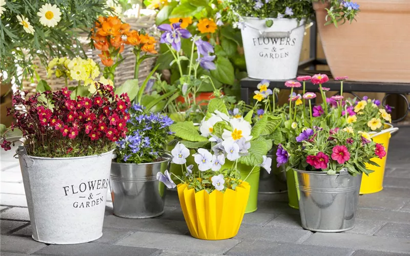 Dünger für Sommerblumen – der Extra-Kick für das Wachstum