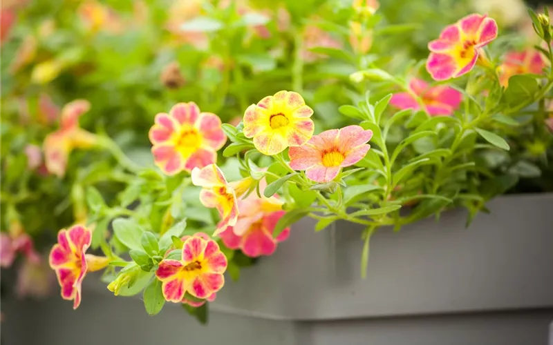 Dünger für Sommerblumen – der Extra-Kick für das Wachstum