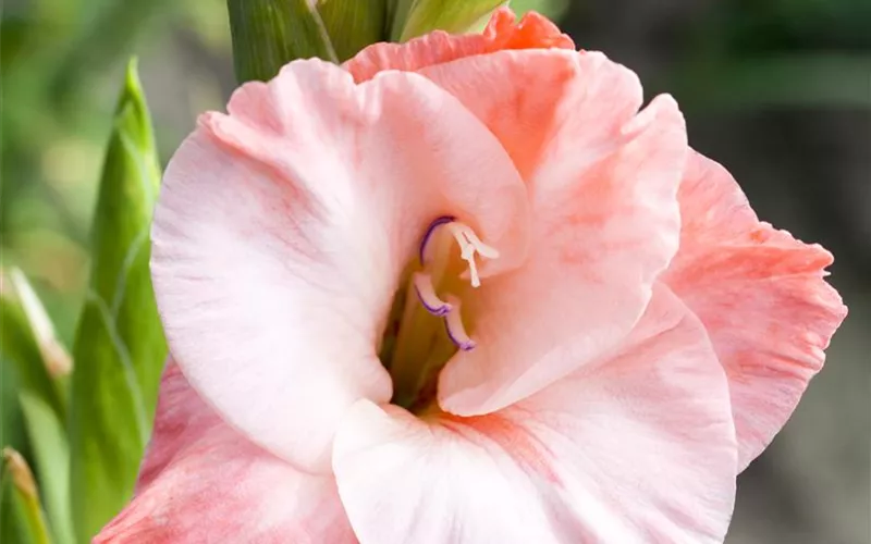 Farbe auf dem Balkon – Blumenzwiebeln für den Sommer