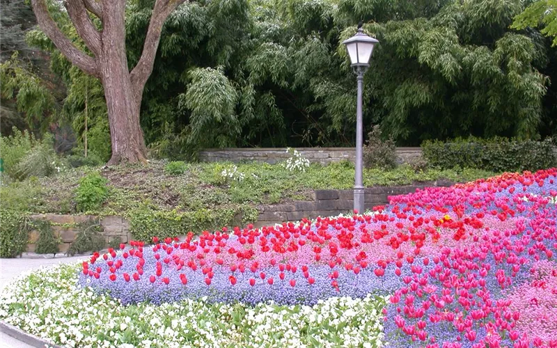 Das Blumenbeet pflegen: Gießen, düngen und schneiden
