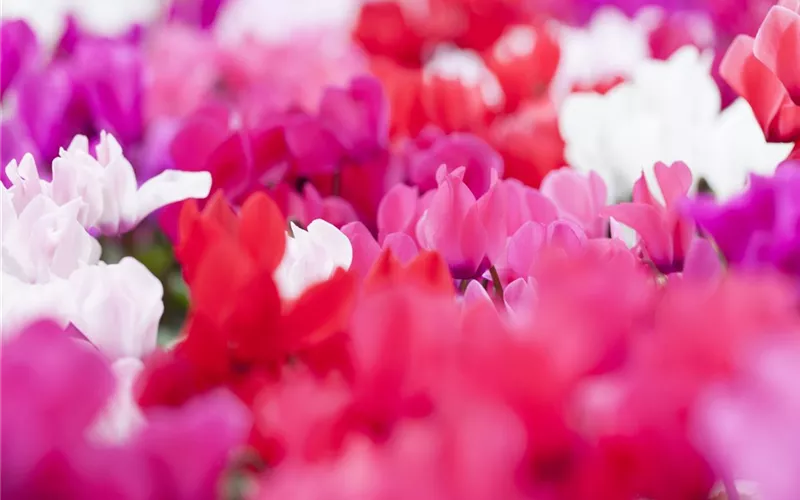 Der Barockgarten: royales Flair im eigenen Garten